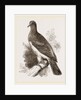 Chestnut-shouldered Pigeon by Anonymous