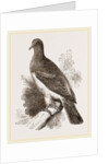 Chestnut-shouldered Pigeon by Anonymous