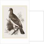 Chestnut-shouldered Pigeon by Anonymous