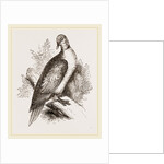 Collared Turtle by Anonymous