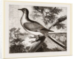 Passenger-Pigeon by Anonymous