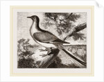 Passenger-Pigeon by Anonymous
