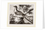 Passenger-Pigeon by Anonymous