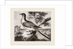 Passenger-Pigeon by Anonymous