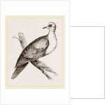 Collared Turtle by Anonymous