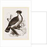 double-crested Pigeon by Anonymous