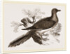 Passenger Pigeon by Anonymous
