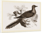 Passenger Pigeon by Anonymous