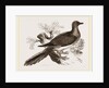 Passenger Pigeon by Anonymous