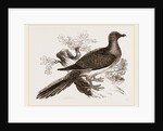 Passenger Pigeon by Anonymous