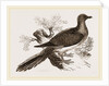 Passenger Pigeon by Anonymous