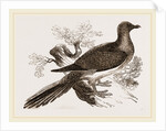 Passenger Pigeon by Anonymous
