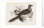 Passenger Pigeon by Anonymous