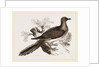 Passenger Pigeon by Anonymous
