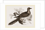 Passenger Pigeon by Anonymous