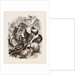 Group of Pigeons by Anonymous