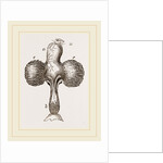 Crop of Pigeon by Anonymous