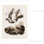 Carrier-Pigeon by Anonymous