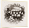 Nest of Wood-Swallow by Anonymous