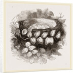 Nest of Wood-Swallow by Anonymous