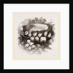 Nest of Wood-Swallow by Anonymous