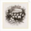 Nest of Wood-Swallow by Anonymous