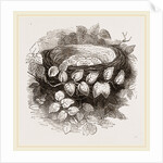 Nest of Wood-Swallow by Anonymous