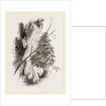 Swarm of Wood-Swallows by Anonymous