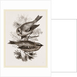 Gold-Crests by Anonymous