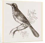 New Holland Honeysucker by Anonymous