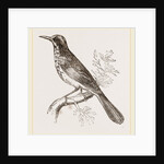 New Holland Honeysucker by Anonymous