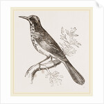 New Holland Honeysucker by Anonymous