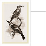 Blue-headed Honeysuckers by Anonymous