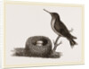 Ruby-throated Humming-bird and Nest by Anonymous
