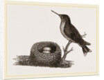 Ruby-throated Humming-bird and Nest by Anonymous