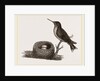 Ruby-throated Humming-bird and Nest by Anonymous