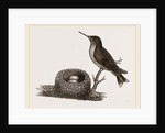 Ruby-throated Humming-bird and Nest by Anonymous