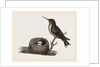 Ruby-throated Humming-bird and Nest by Anonymous