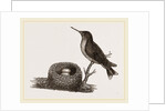 Ruby-throated Humming-bird and Nest by Anonymous
