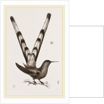 Bar-tailed Humming bird by Anonymous