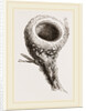 Nest of Humming-bird by Anonymous