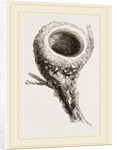 Nest of Humming-bird by Anonymous