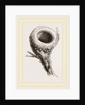 Nest of Humming-bird by Anonymous
