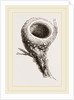 Nest of Humming-bird by Anonymous