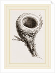 Nest of Humming-bird by Anonymous