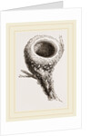 Nest of Humming-bird by Anonymous