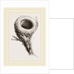 Nest of Humming-bird by Anonymous