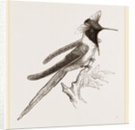 Double-crested Humming-bird by Anonymous