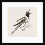 Double-crested Humming-bird by Anonymous