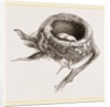 E5 Nest of Humming bird by Anonymous